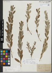 Foto von Salix repens L.
